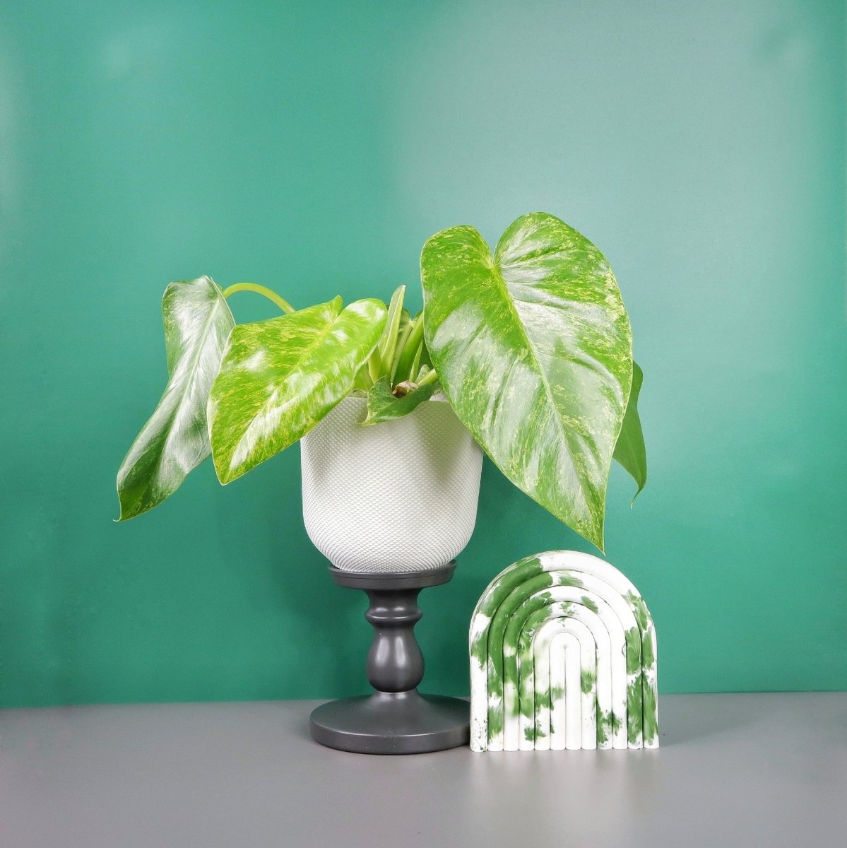 Philodendron Gigantum Variegata – Zimmerpflanze mit gelb-grüner Musterung – potflourri