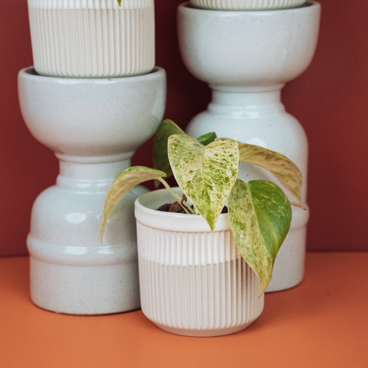 Philodendron Gigantum Variegata – Ansicht 10