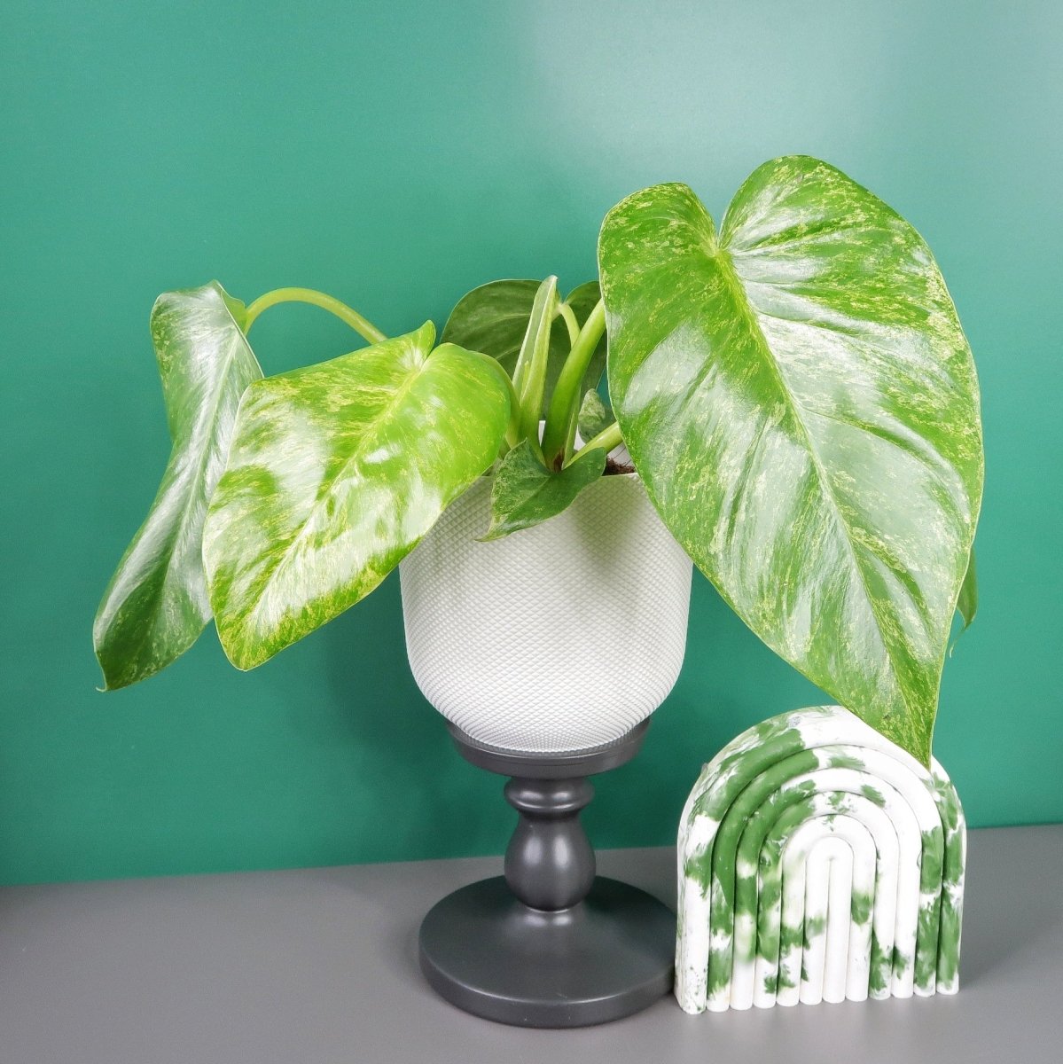 Philodendron Gigantum Variegata, tropische Exotik fürs Zuhause