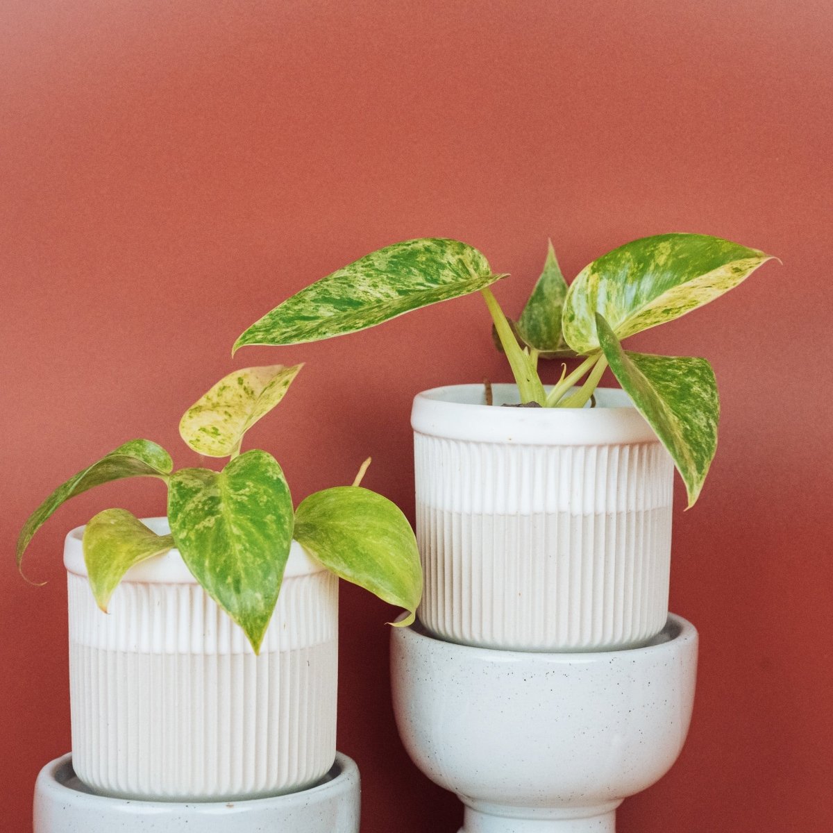 Philodendron Gigantum Variegata – Ansicht 13