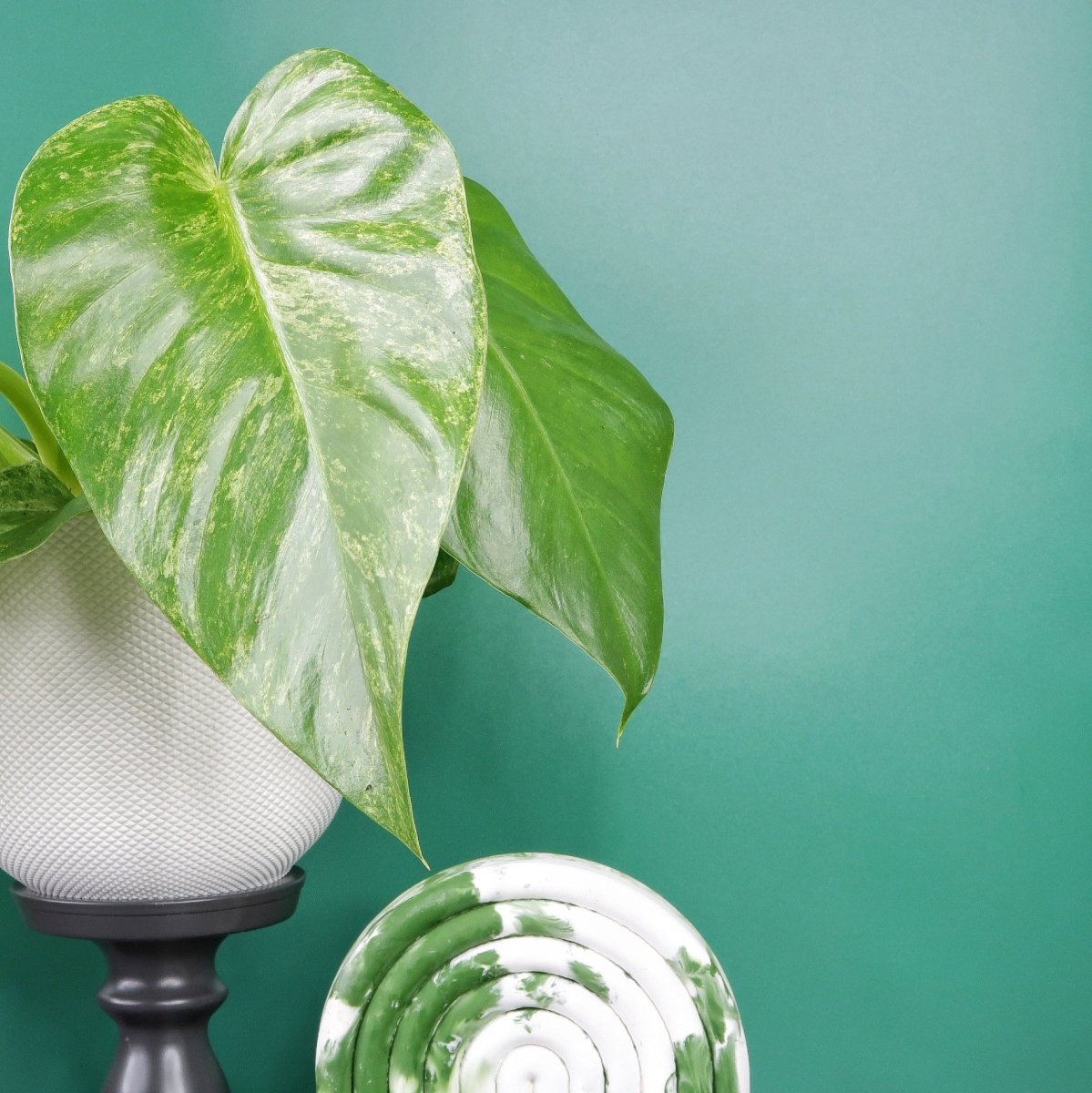 Philodendron Gigantum Variegata, jedes Blatt individuell gezeichnet