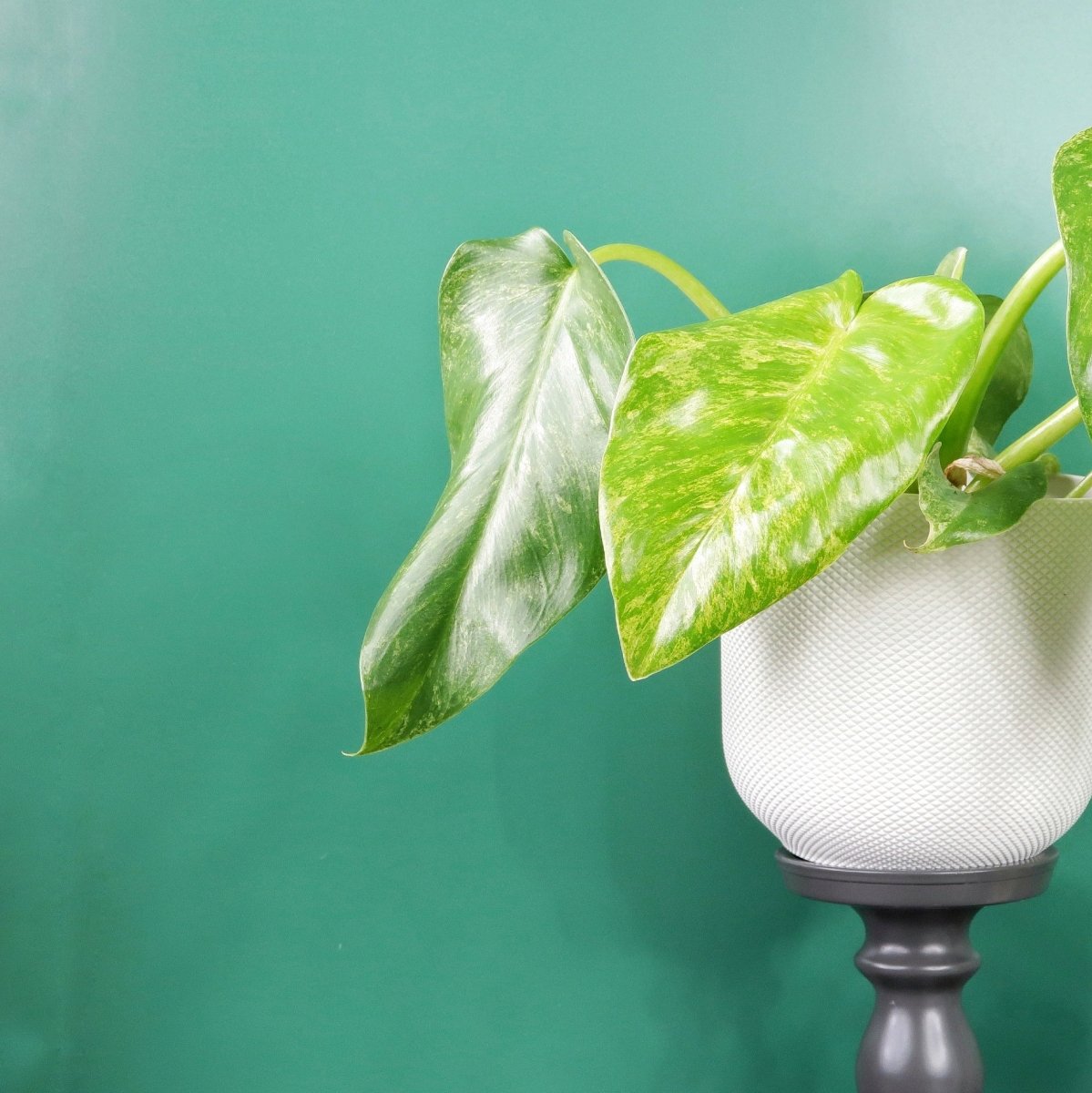 Philodendron Gigantum Variegata, kunstvolle Blattmusterung