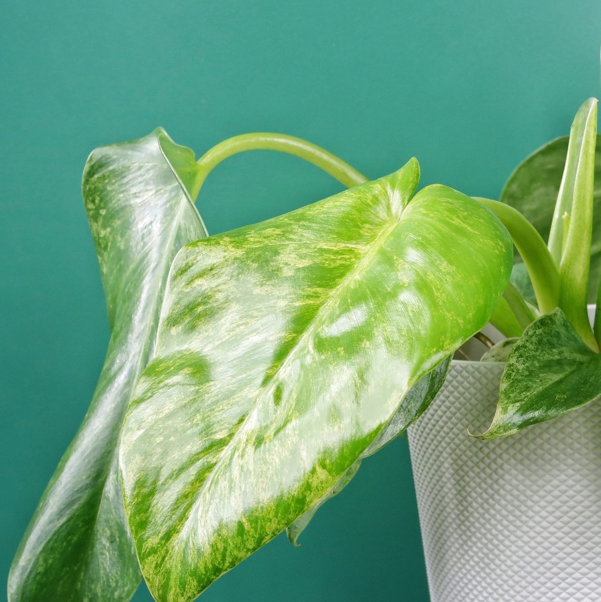Philodendron Gigantum Variegata – Ansicht 6