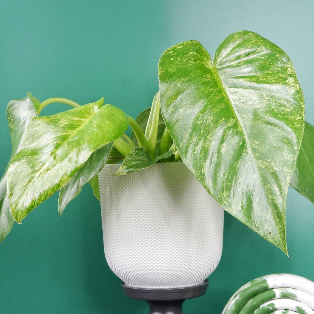 Philodendron Gigantum Variegata – Ansicht 7