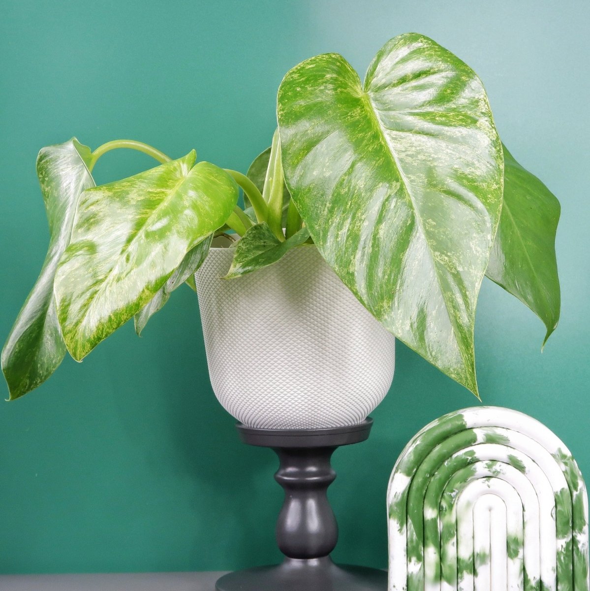 Philodendron Gigantum Variegata, große auffällige Blätter