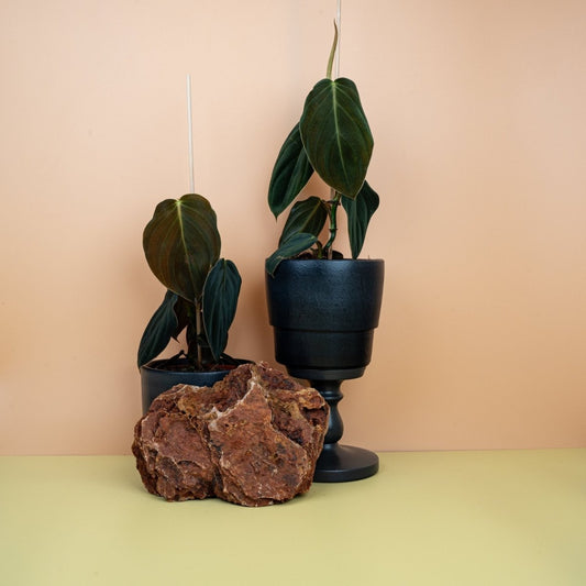 Philodendron Gigas, große herzförmige Blätter in Dunkelgrün – potflourri