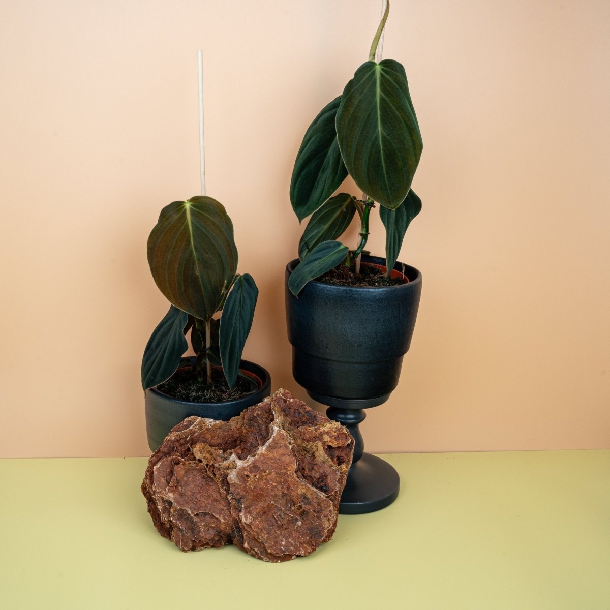 Philodendron Gigas, junges Blatt im Wachstum