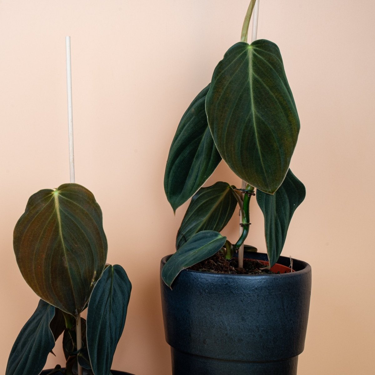 Philodendron Gigas, Gesamtansicht der Pflanze