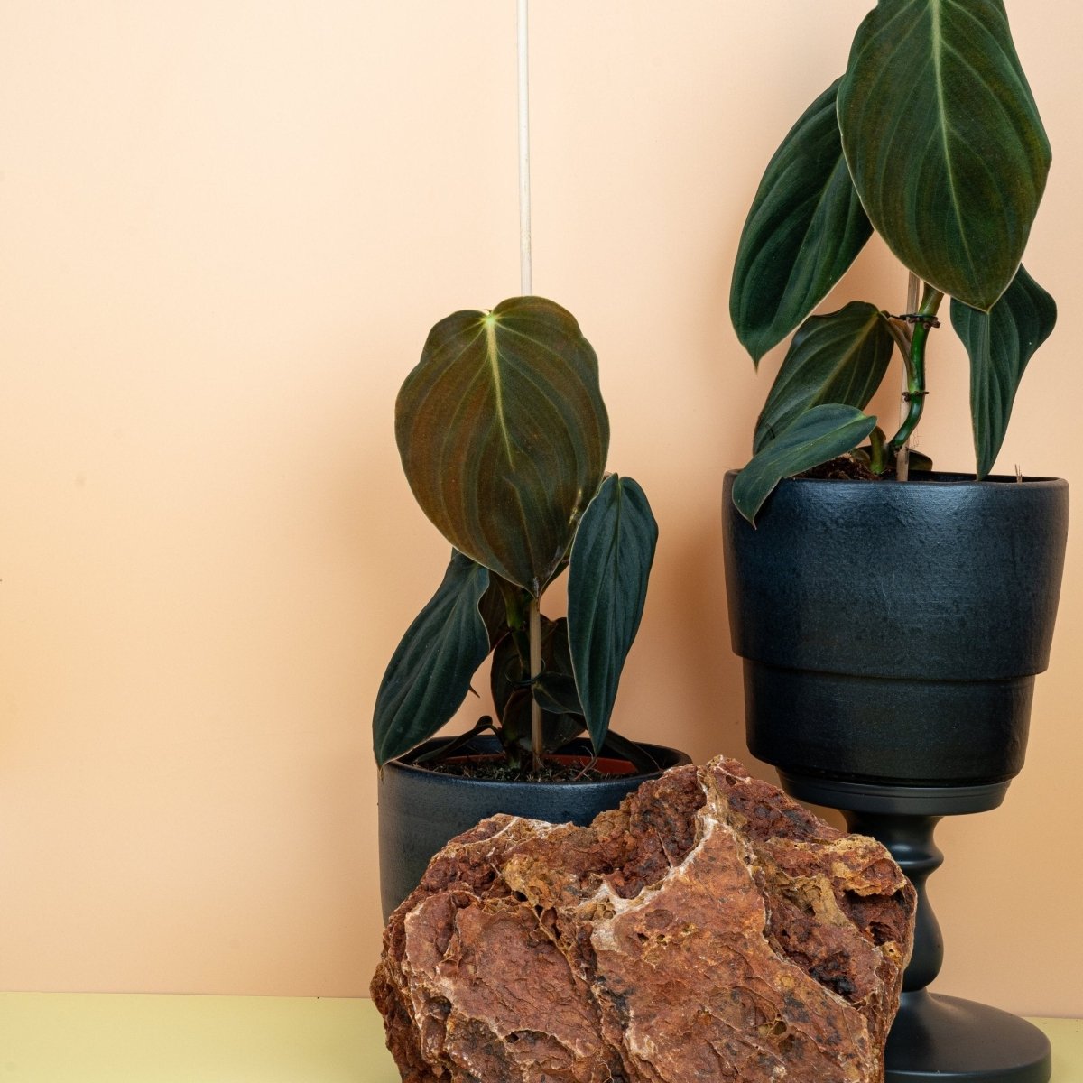 Philodendron Gigas mit samtiger Blattstruktur