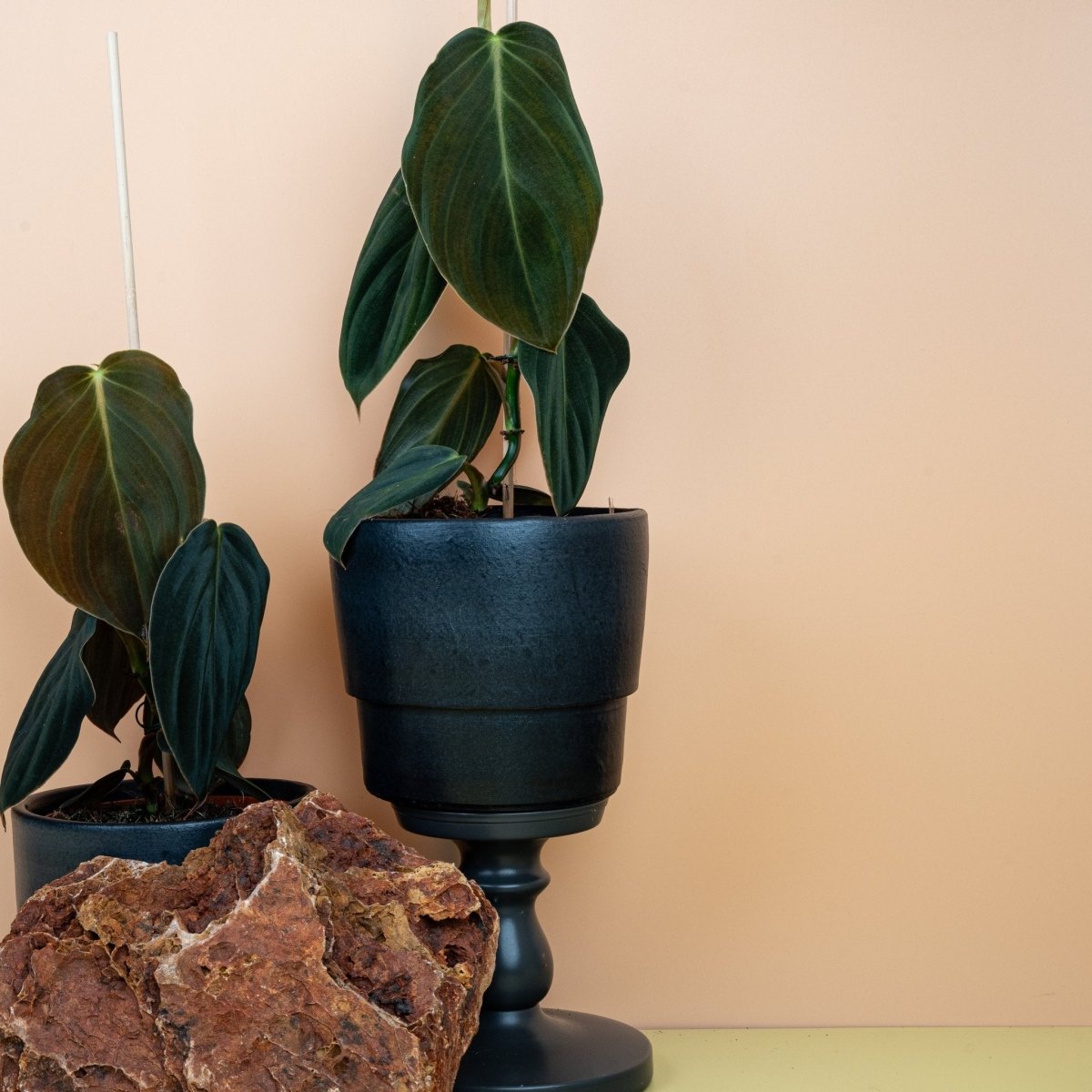 Philodendron Gigas, markante Blattadern im Detail