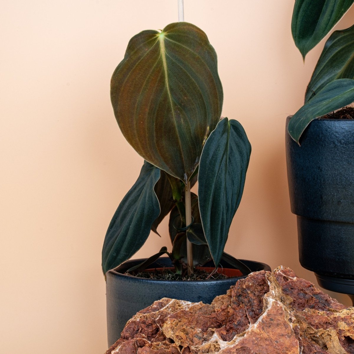 Philodendron Gigas, pflegeleichte Zimmerpflanze