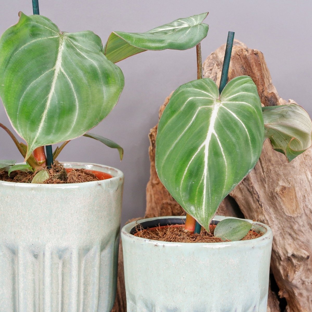 Philodendron Gloriosum Darkform – elegante Ranken
