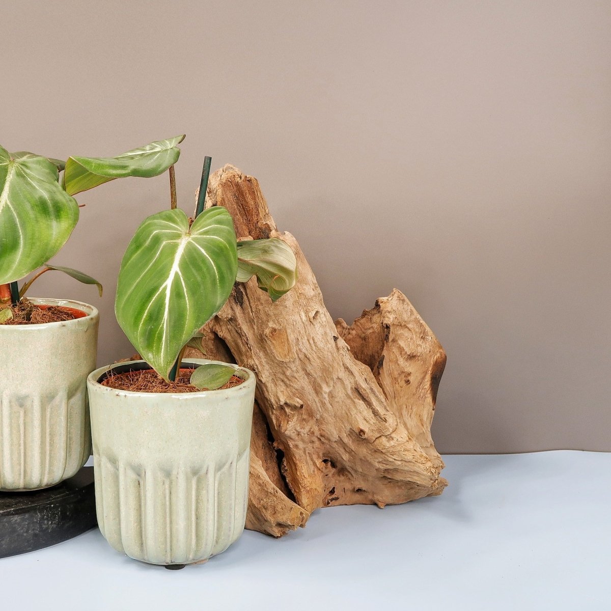 Philodendron Gloriosum Darkform – königlicher Philodendron