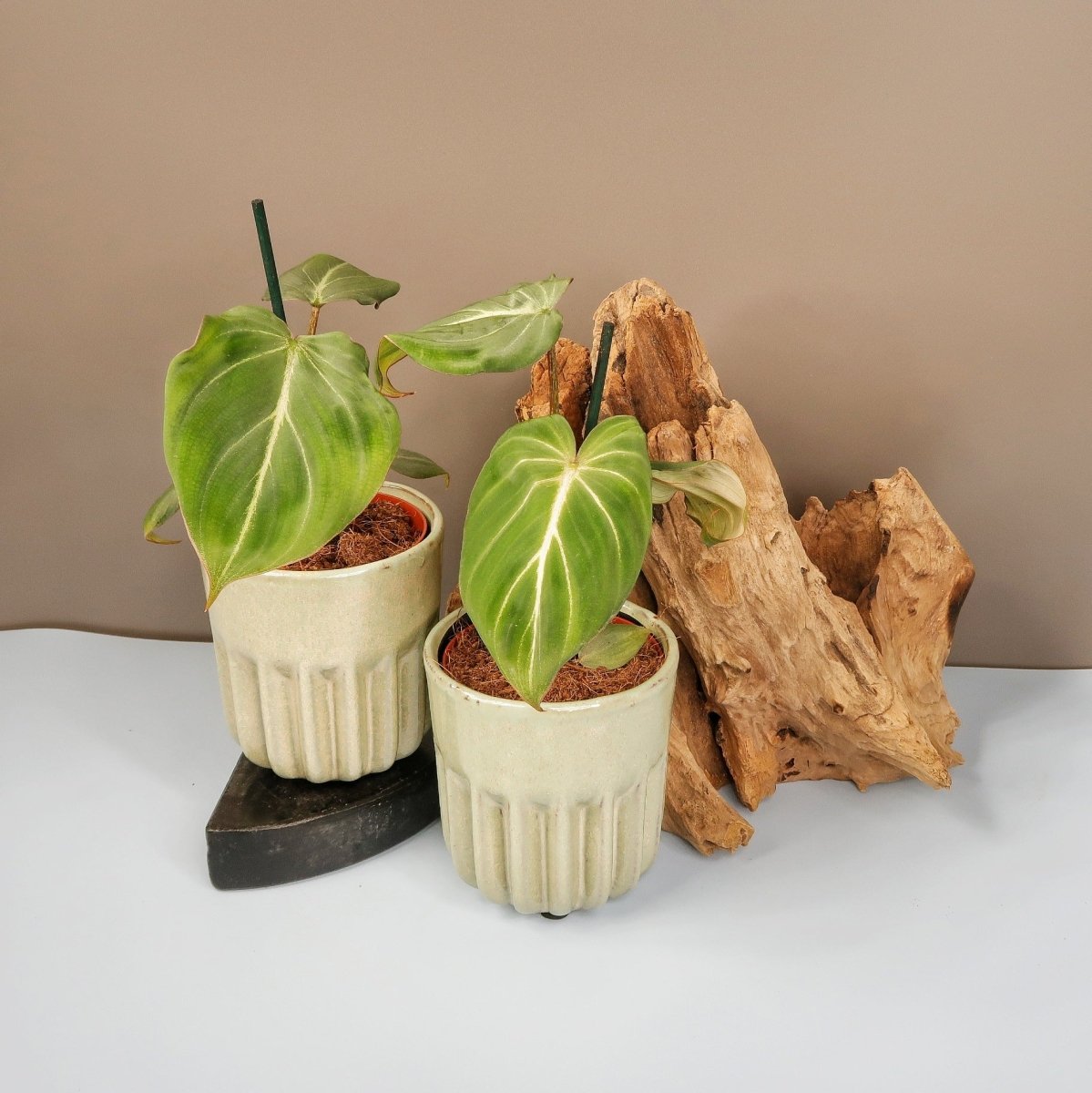 Philodendron Gloriosum Darkform, herzförmige Blätter