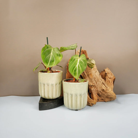 Philodendron Gloriosum Darkform – Zimmerpflanze mit dunklen Blättern – potflourri