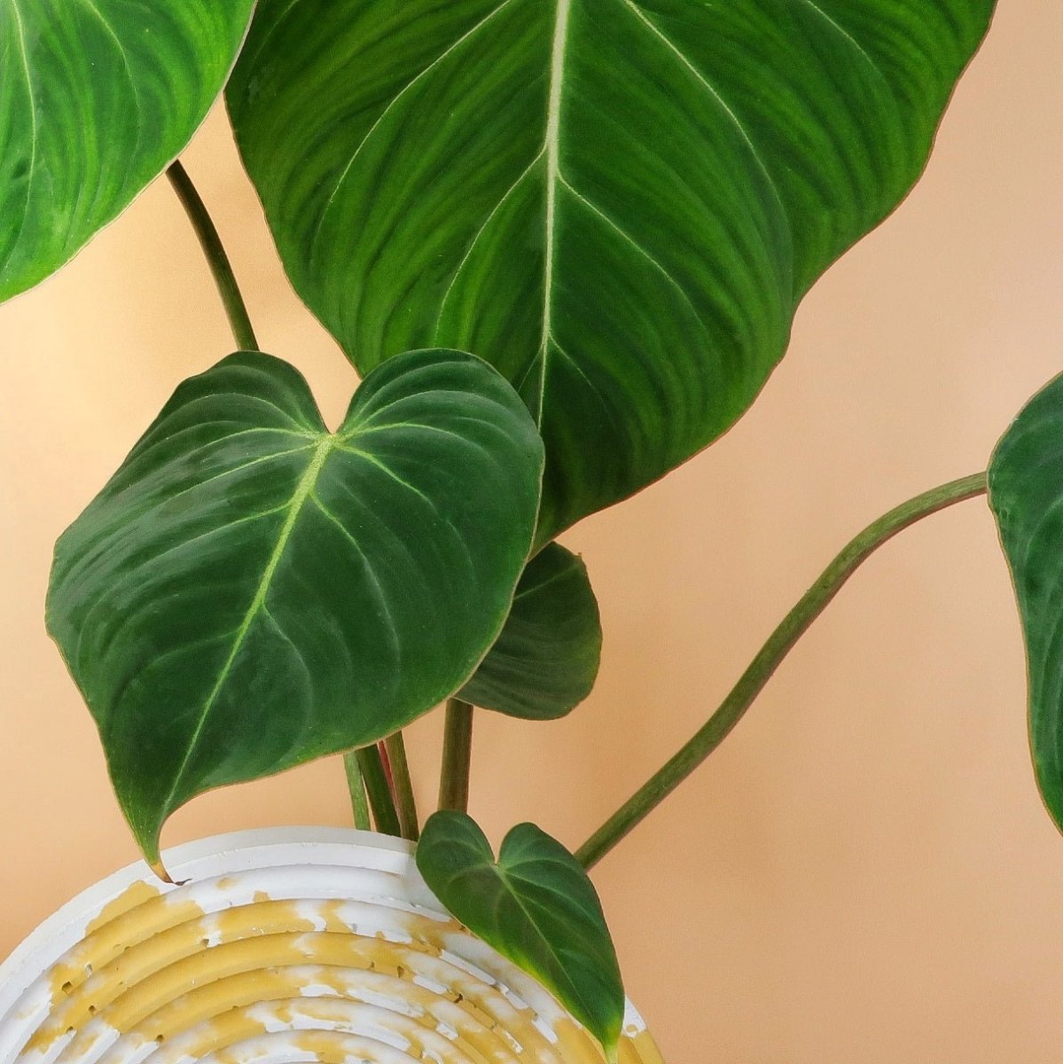 Philodendron Gloriosum – kriechender statt kletternder Wuchs