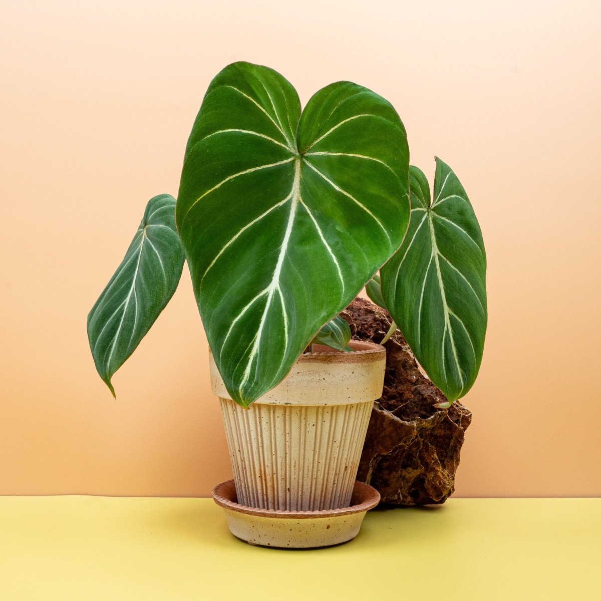 Philodendron Gloriosum aus dem Sortiment von potflourri