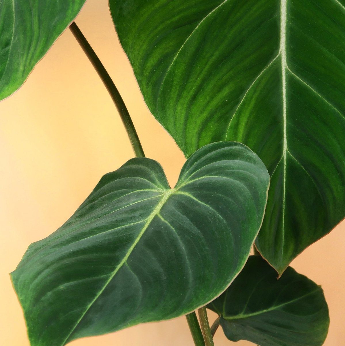Philodendron Gloriosum mit samtiger Blattoberfläche