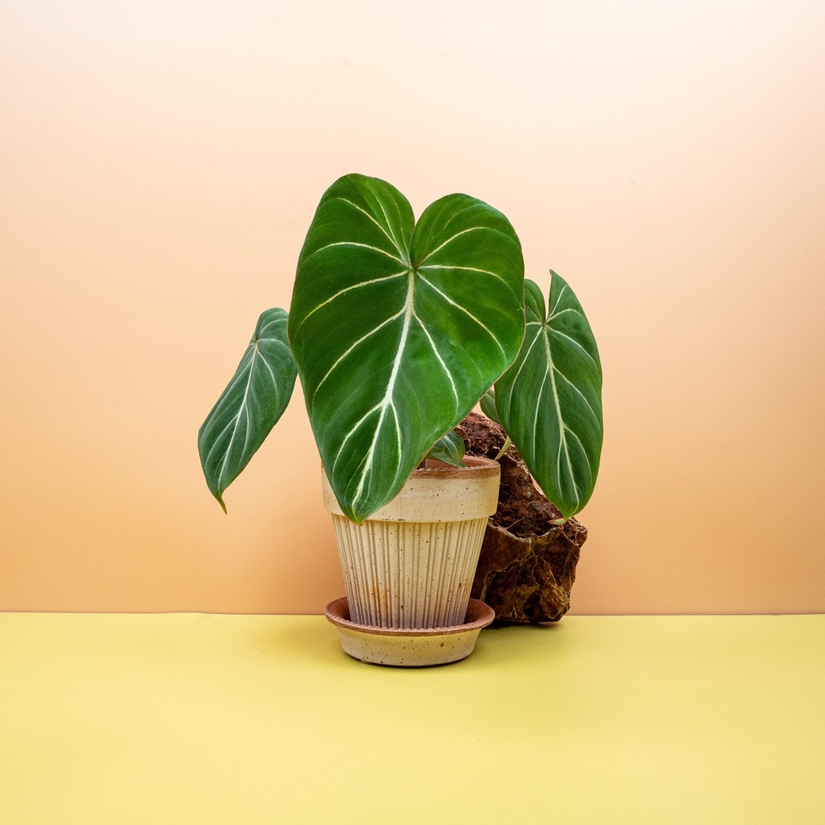 Philodendron gloriosum, samtiges Blatt mit hellen Blattadern