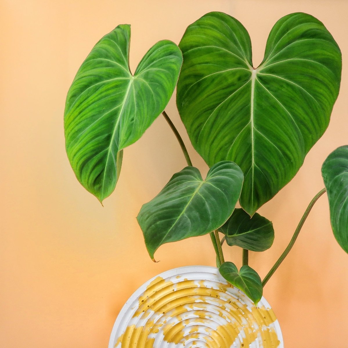 Philodendron Gloriosum – große, herzförmige Blätter