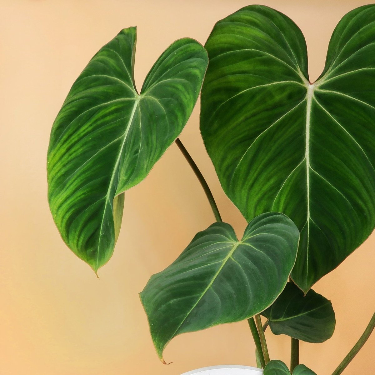Philodendron Gloriosum – beliebte Sammlerpflanze