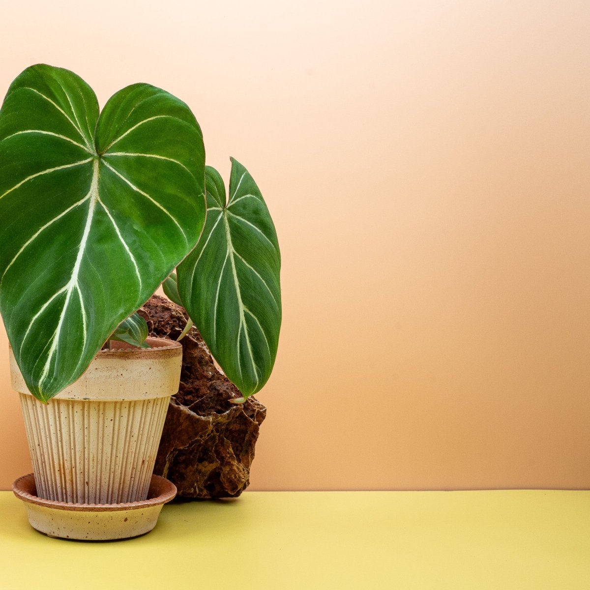 Philodendron Gloriosum, kriechendes Rhizom auf dem Substrat