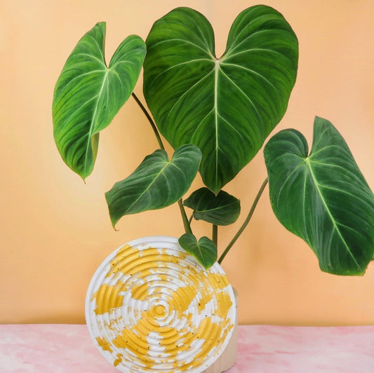 Philodendron Gloriosum – Zimmerpflanze mit samtigen Blättern – potflourri