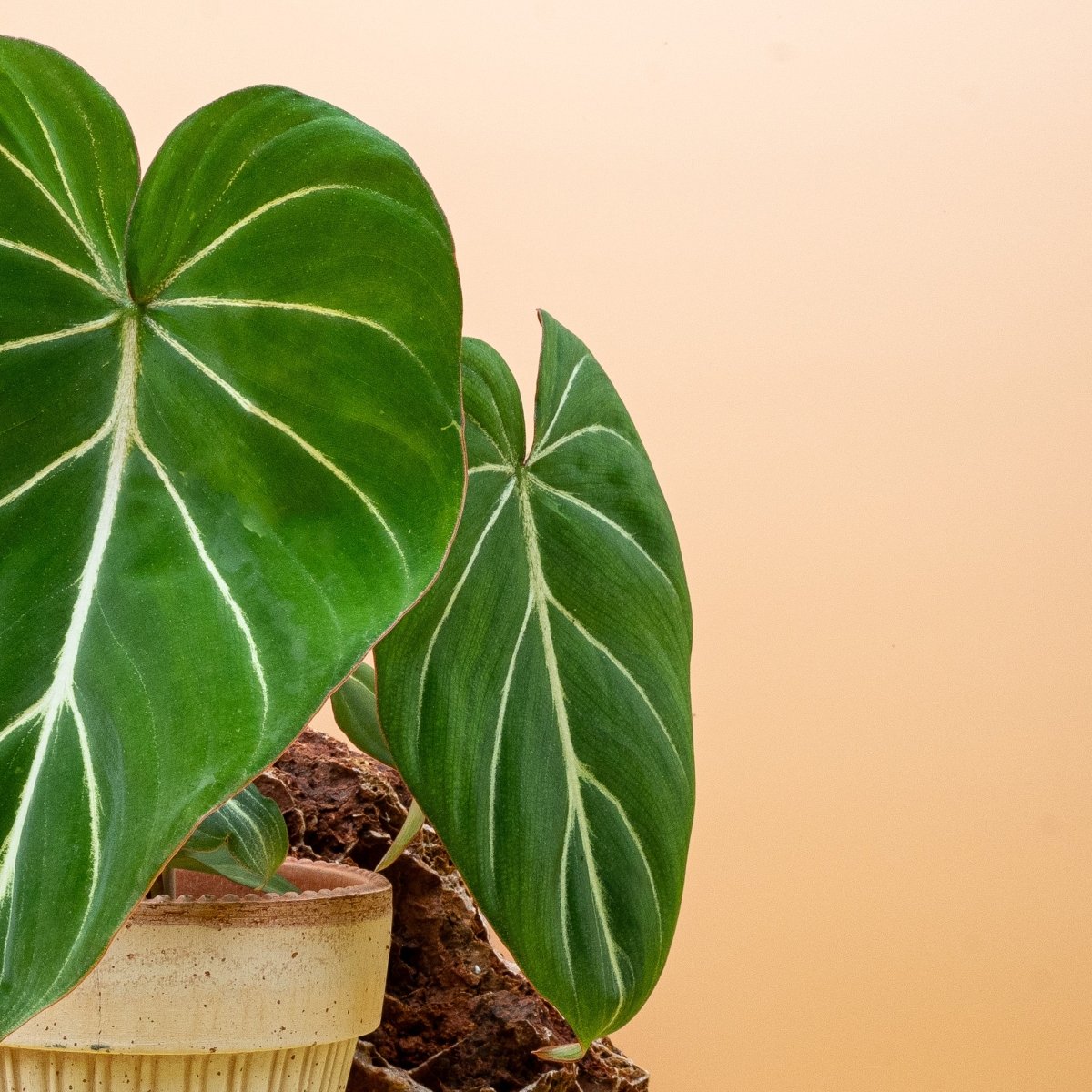 Philodendron Gloriosum – samtiges herzförmiges Blatt mit hellen Adern