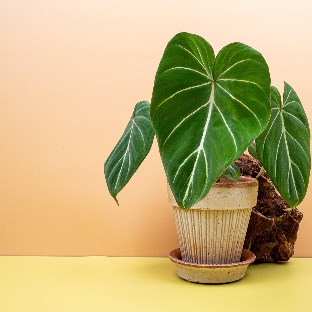 Philodendron Gloriosum, herzförmiges dunkelgrünes Blatt