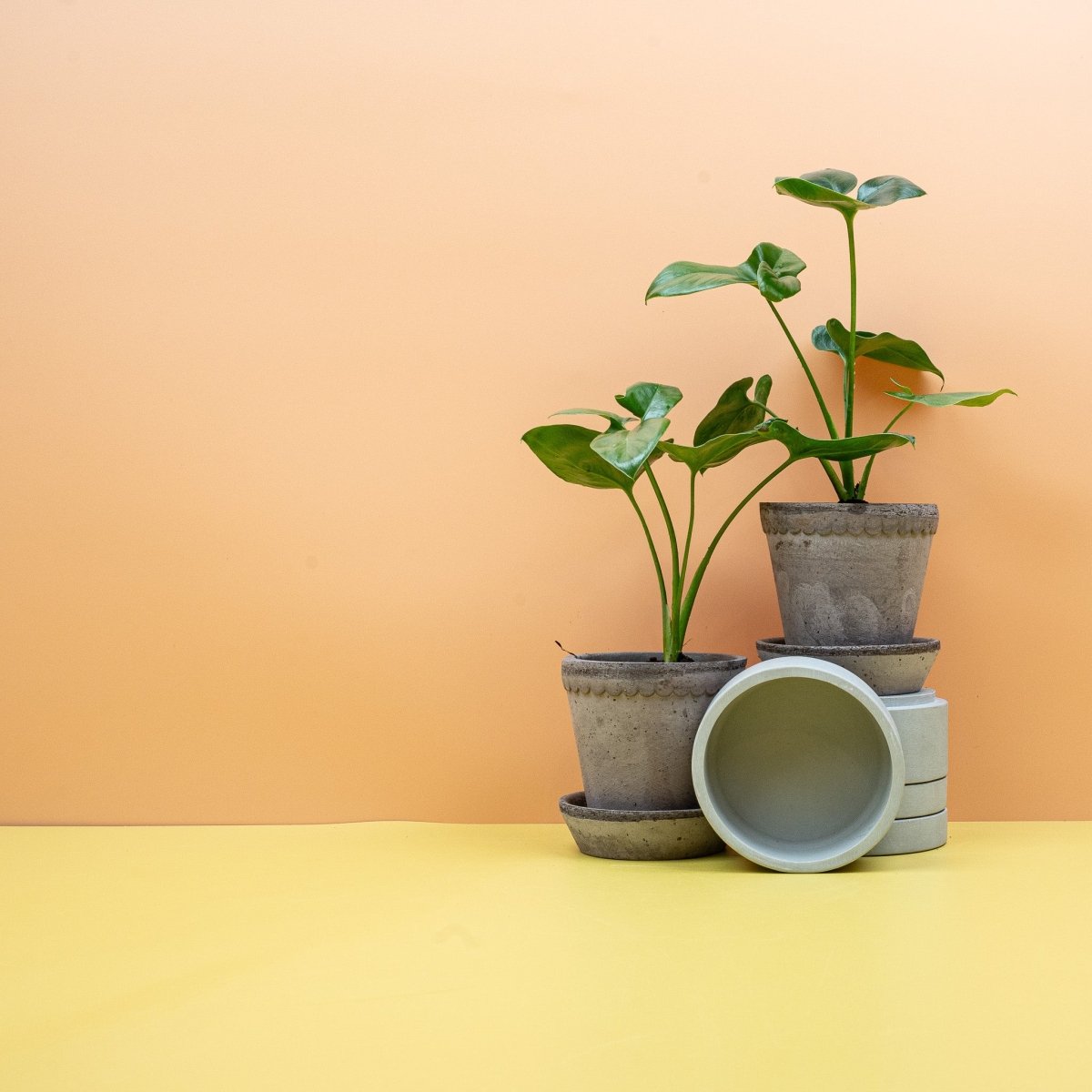 Philodendron Goeldii, glänzend grünes Blattwerk