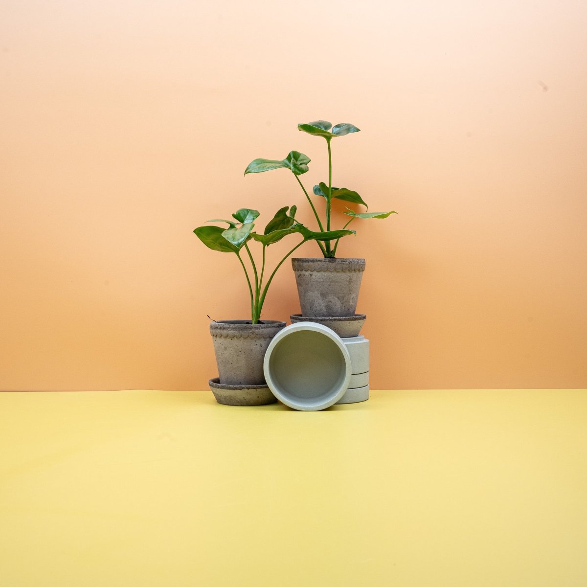 Philodendron Goeldii, sternförmige Blätter – potflourri