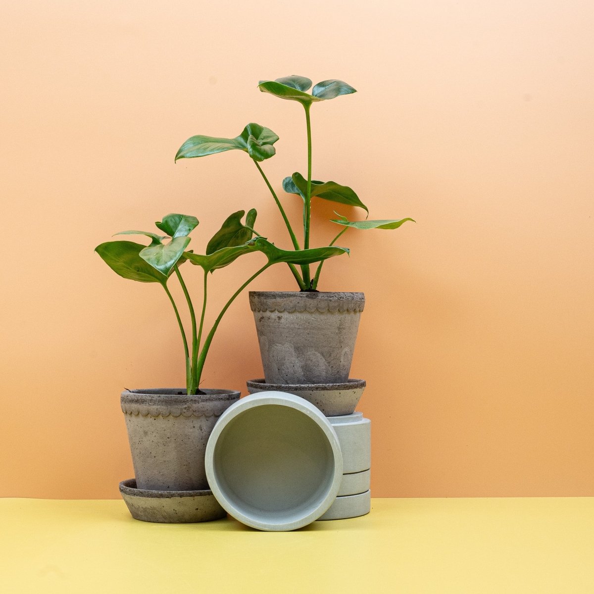 Philodendron Goeldii im Topf