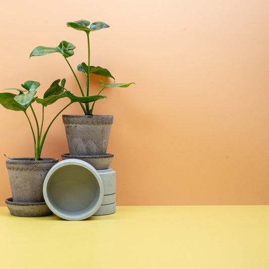 Philodendron Goeldii, sternförmige Blätter – potflourri