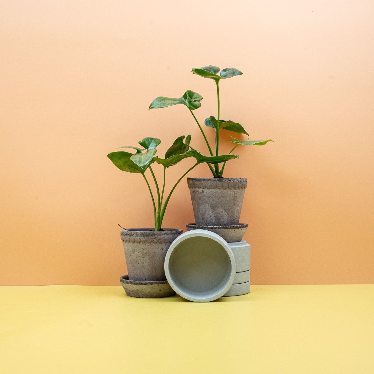 Philodendron Goeldii, auch Finger Leafs genannt