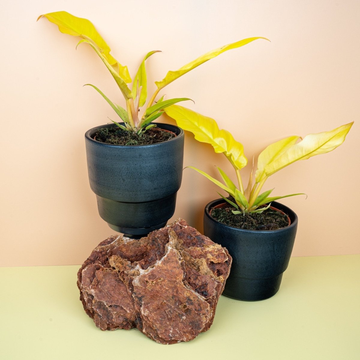 Philodendron Golden Saw, Gesamtansicht der Pflanze