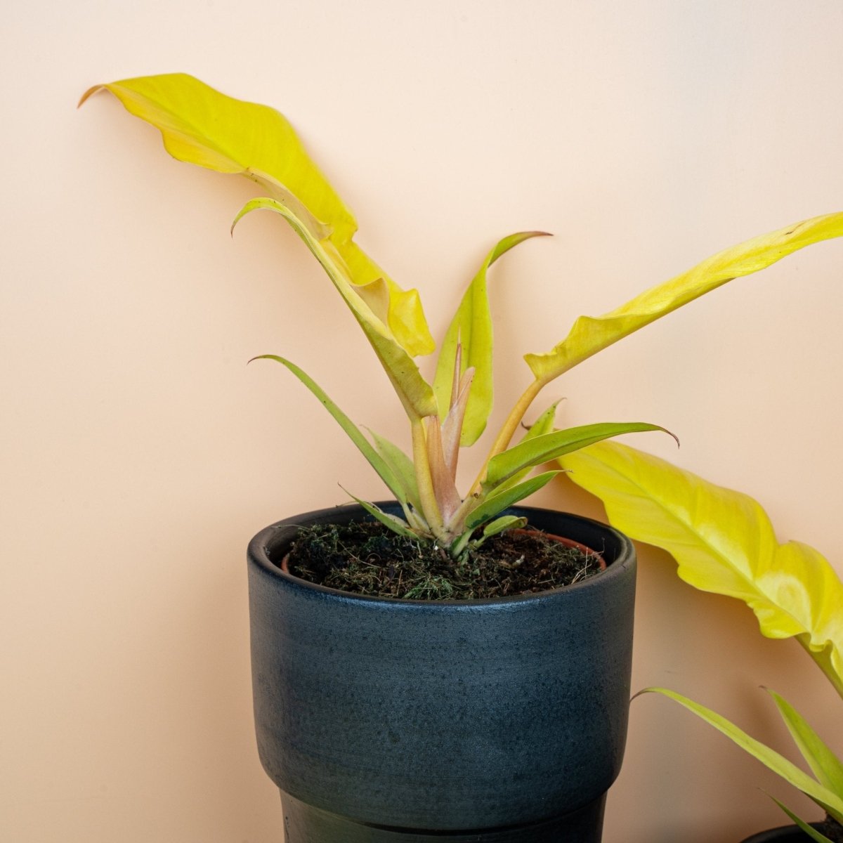 Philodendron Golden Saw, junges Blatt im Wachstum