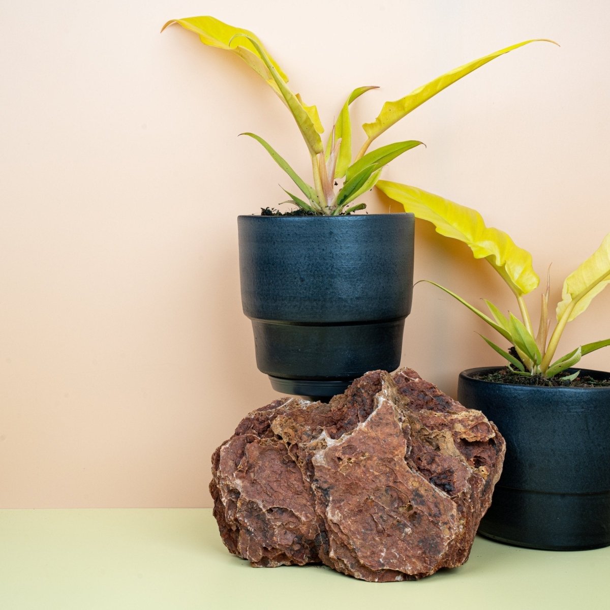 Philodendron Golden Saw mit markanter Blattzackung