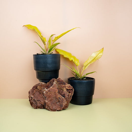 Philodendron Golden Saw, orange-gelbe gezackte Blätter – potflourri