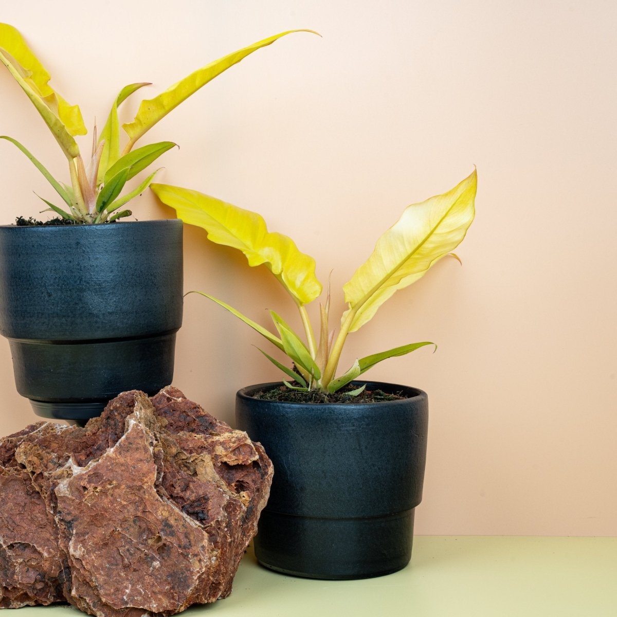 Philodendron Golden Saw, leuchtende Blattfarbe im Detail