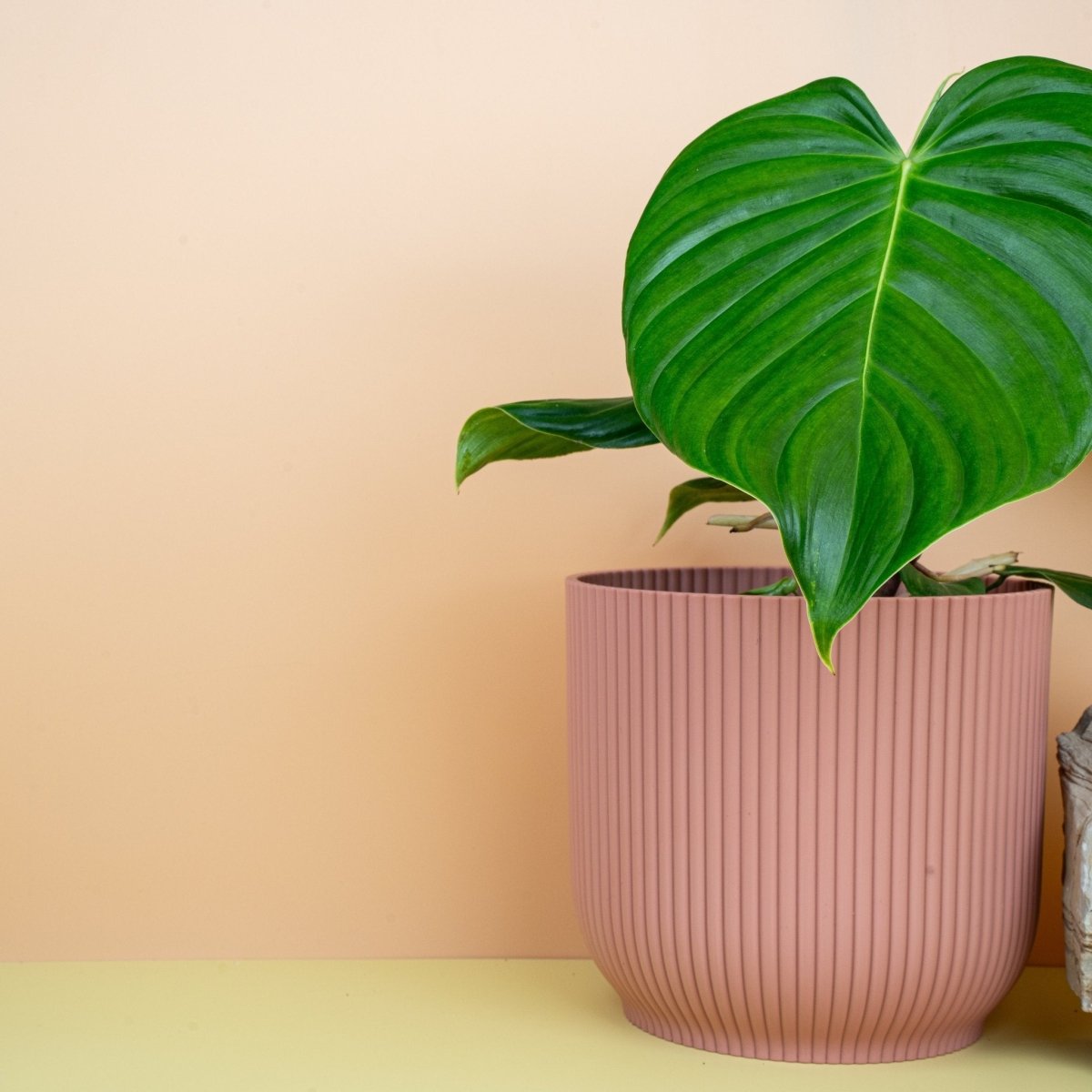Philodendron Grandipes – Ansicht 7