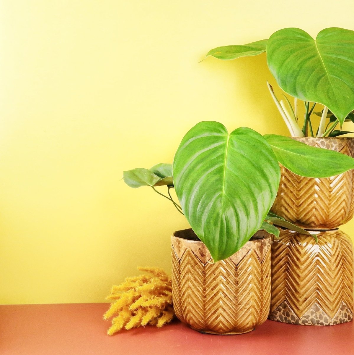 Philodendron Grandipes, faszinierende Rippenstruktur