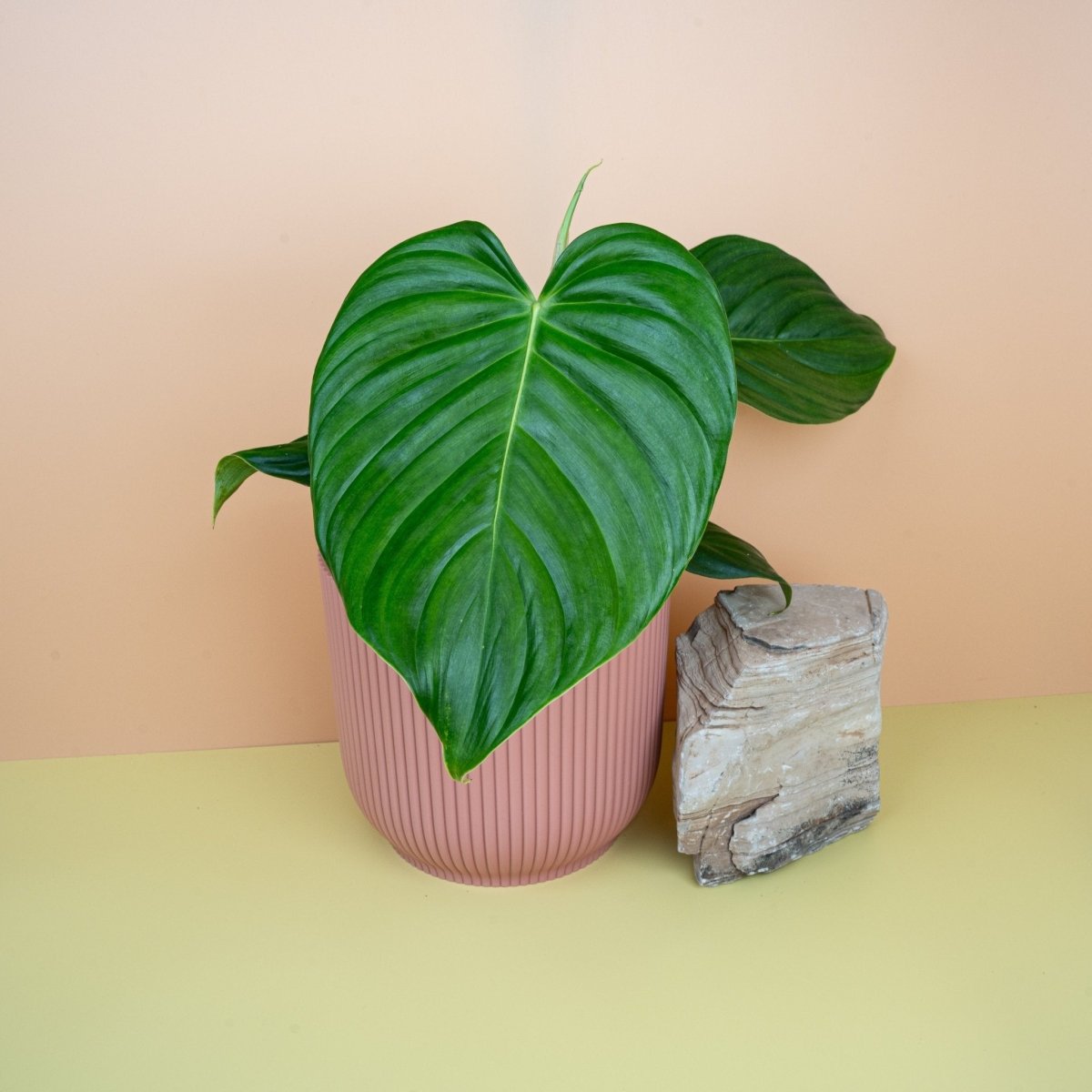 Philodendron Grandipes – Ansicht 8