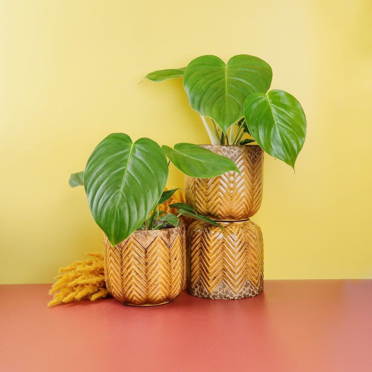 Philodendron Grandipes – Zimmerpflanze mit herzförmigen Blättern – potflourri