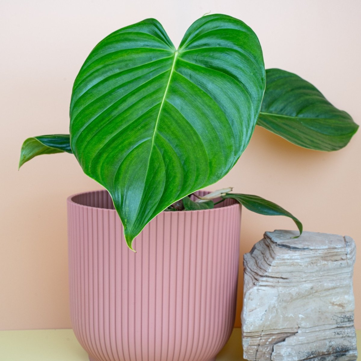 Philodendron Grandipes – Ansicht 10