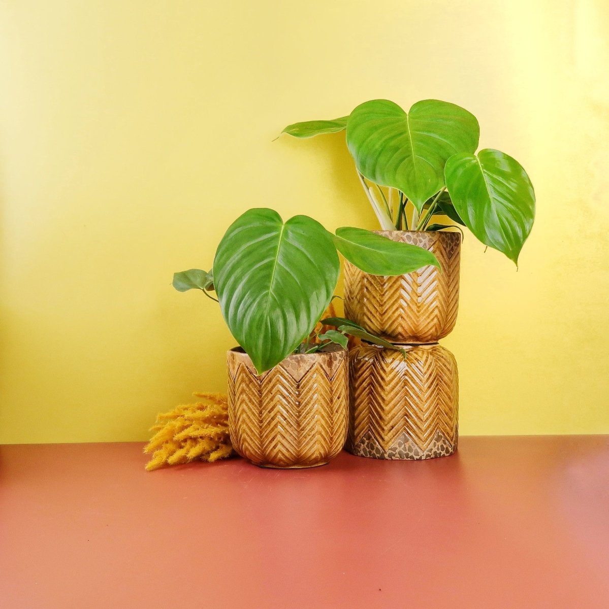 Philodendron Grandipes passt sich an Lichtverhältnisse an