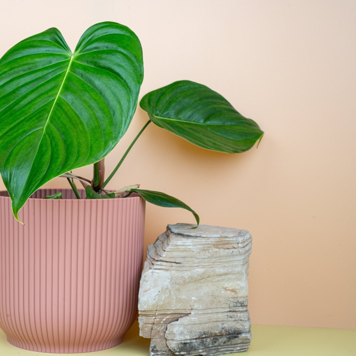 Philodendron Grandipes – Ansicht 9