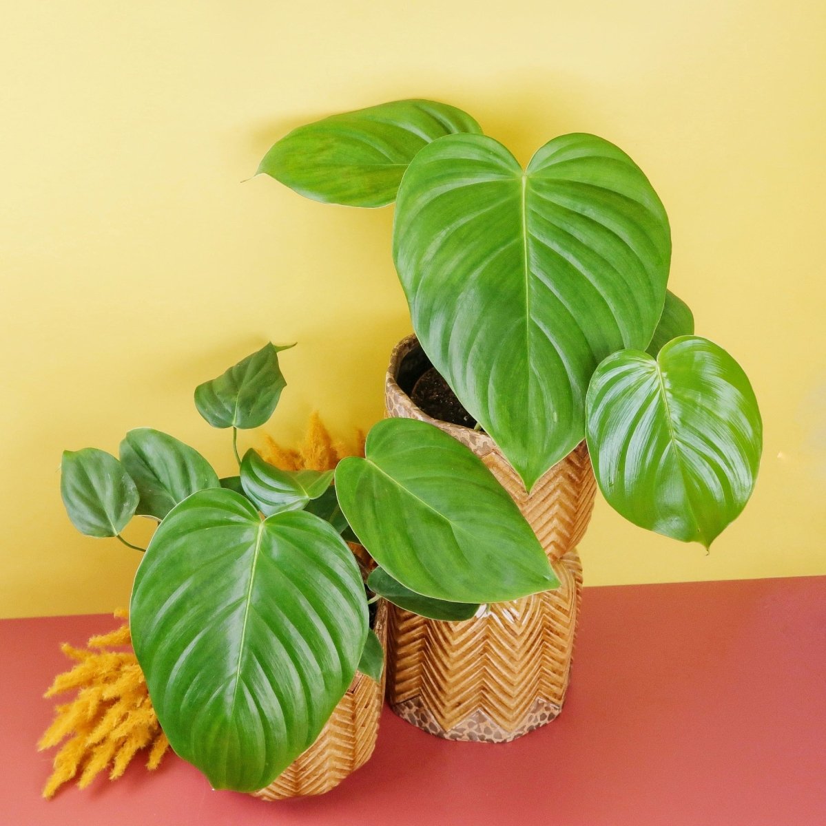 Philodendron Grandipes, luxuriöses Grün für urbanes Wohnen