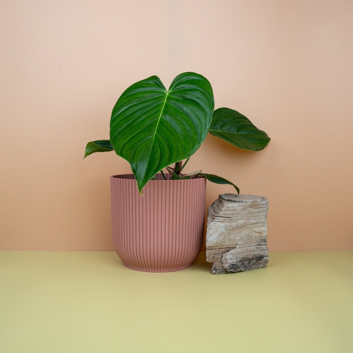 Philodendron Grandipes – Ansicht 6