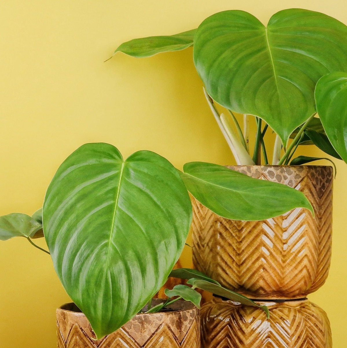 Philodendron Grandipes, pflegeleichte Zimmerpflanze