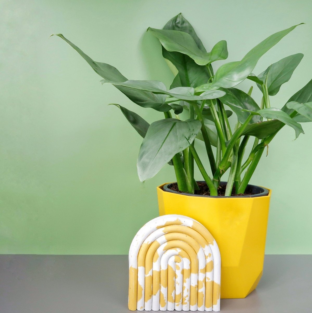 Philodendron Hastatum Silver Sword, elegante Blattform